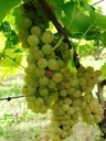 RAISIN BLANC DE PLEIN AIR 'SOLARIS'