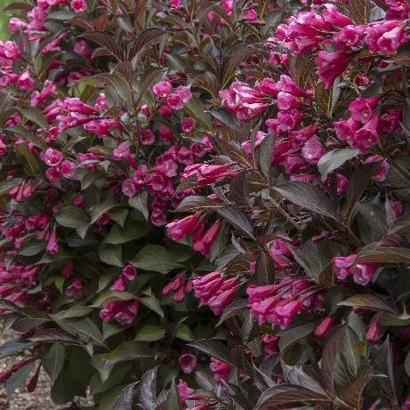Weigela flor. 'Alexandra'