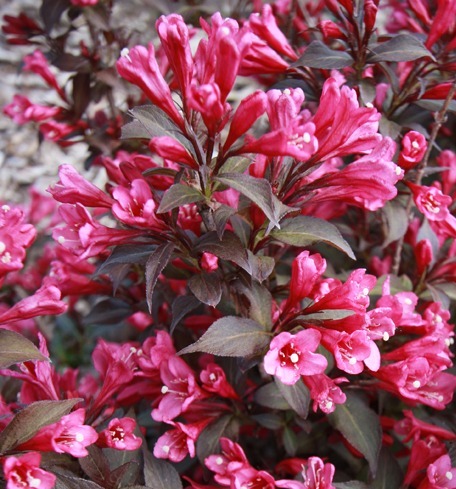 Weigela florida 'Minor Black'