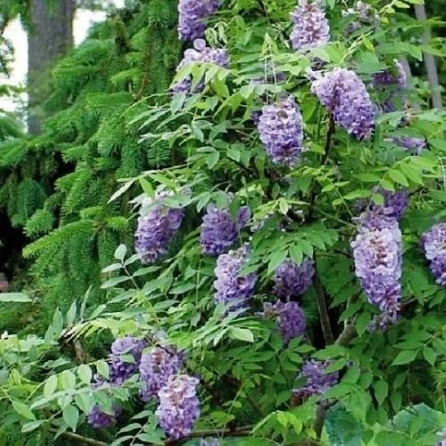 Wisteria frutescens