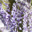 GLYCINE