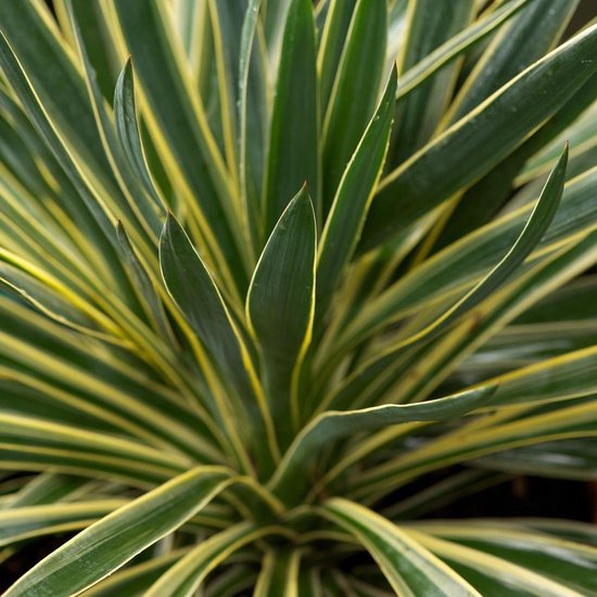 Yucca gloriosa 'Variegata'