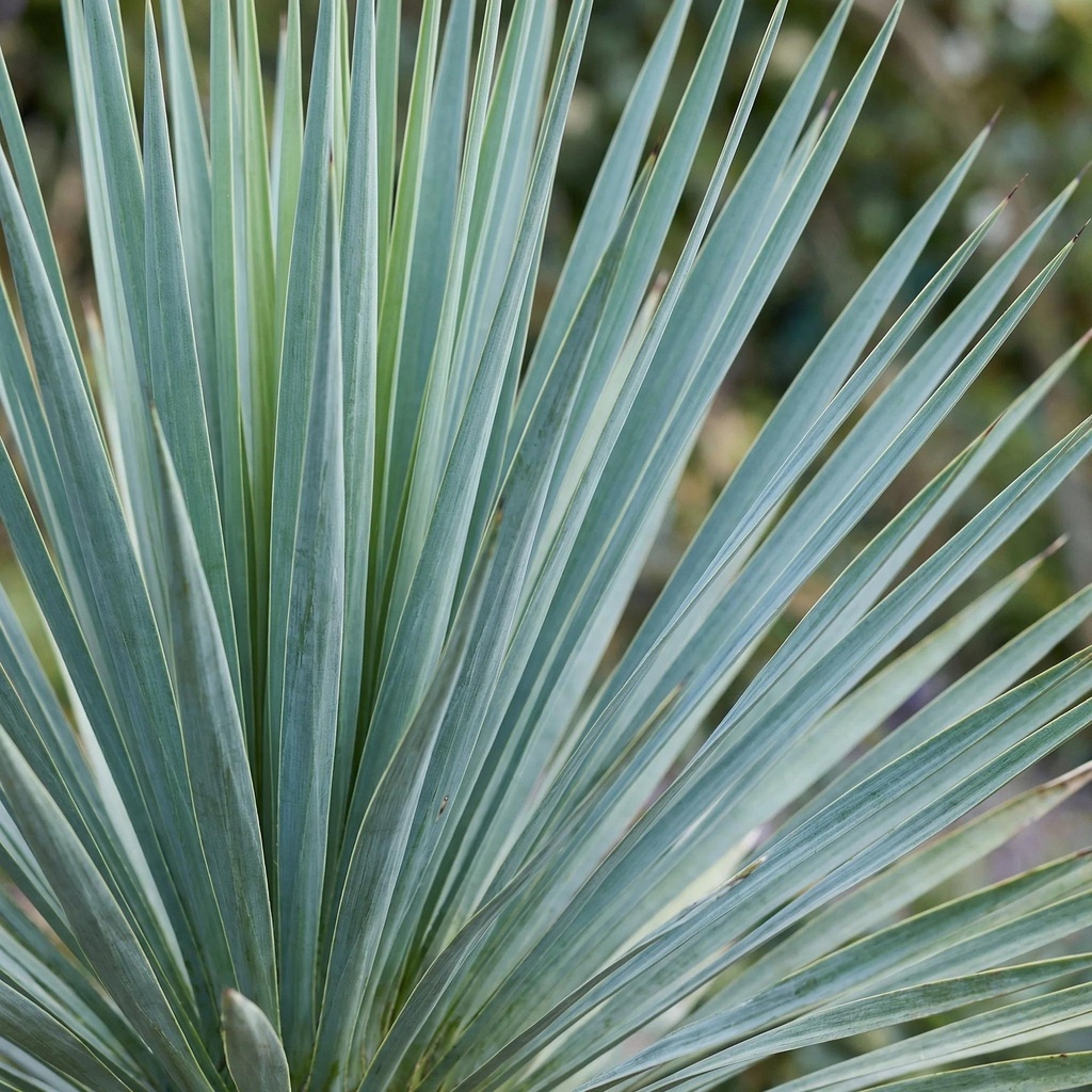 YUCCA ROSTRÉ