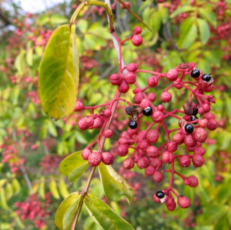 Zanthoxylum simulans