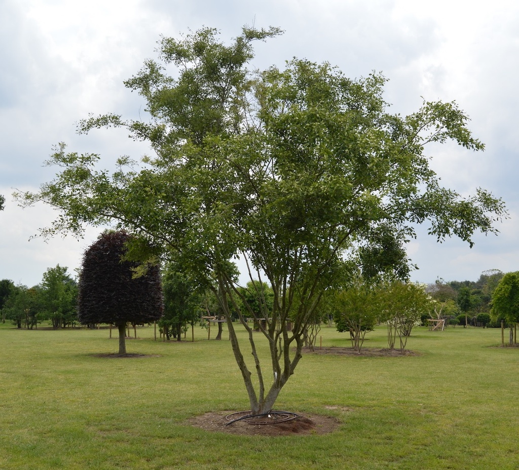 Zelkova serrata