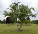 Zelkova serrata