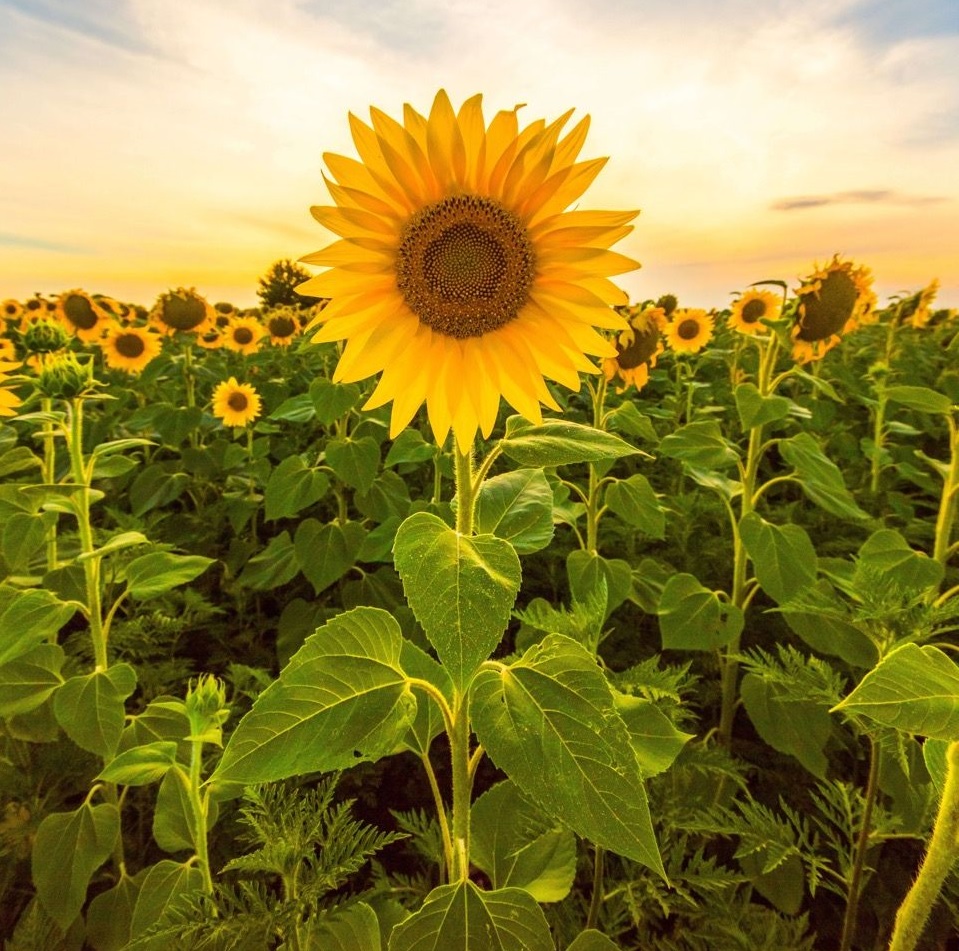 Helianthus