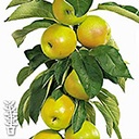 POMME 'BOLERO'