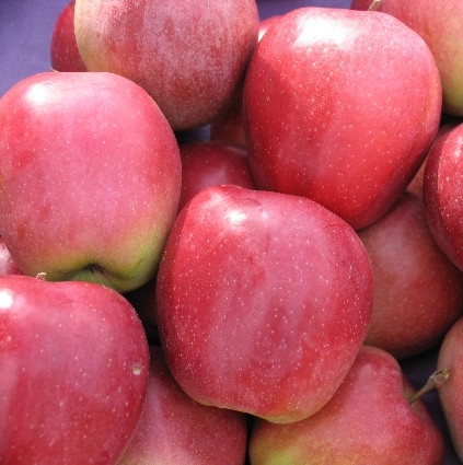 POMME 'GLOSTER'