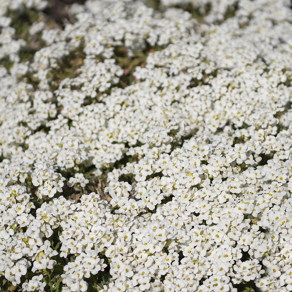 Arabis caucasica 'Little Treasure White'