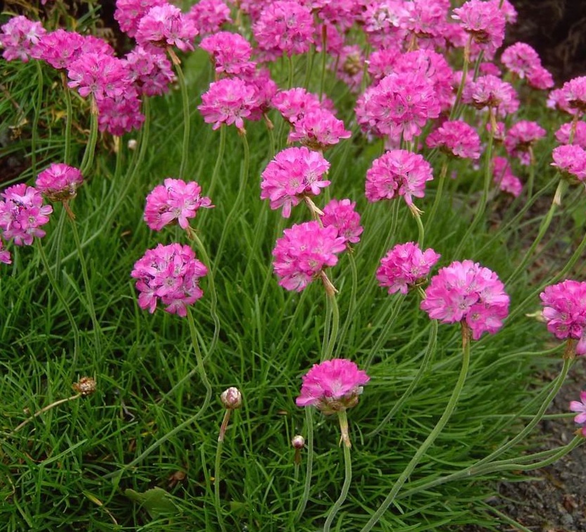 Armeria mar. 'Splendens'