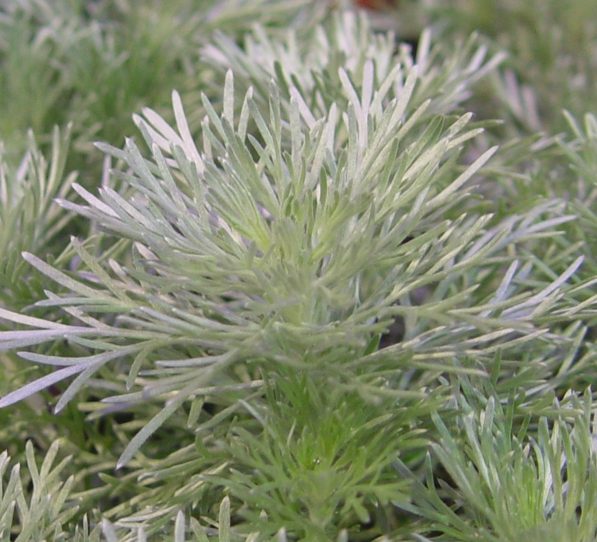 Artemisia schmidtiana 'Nana'