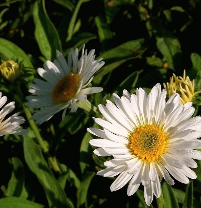 ASTER DES ALPES