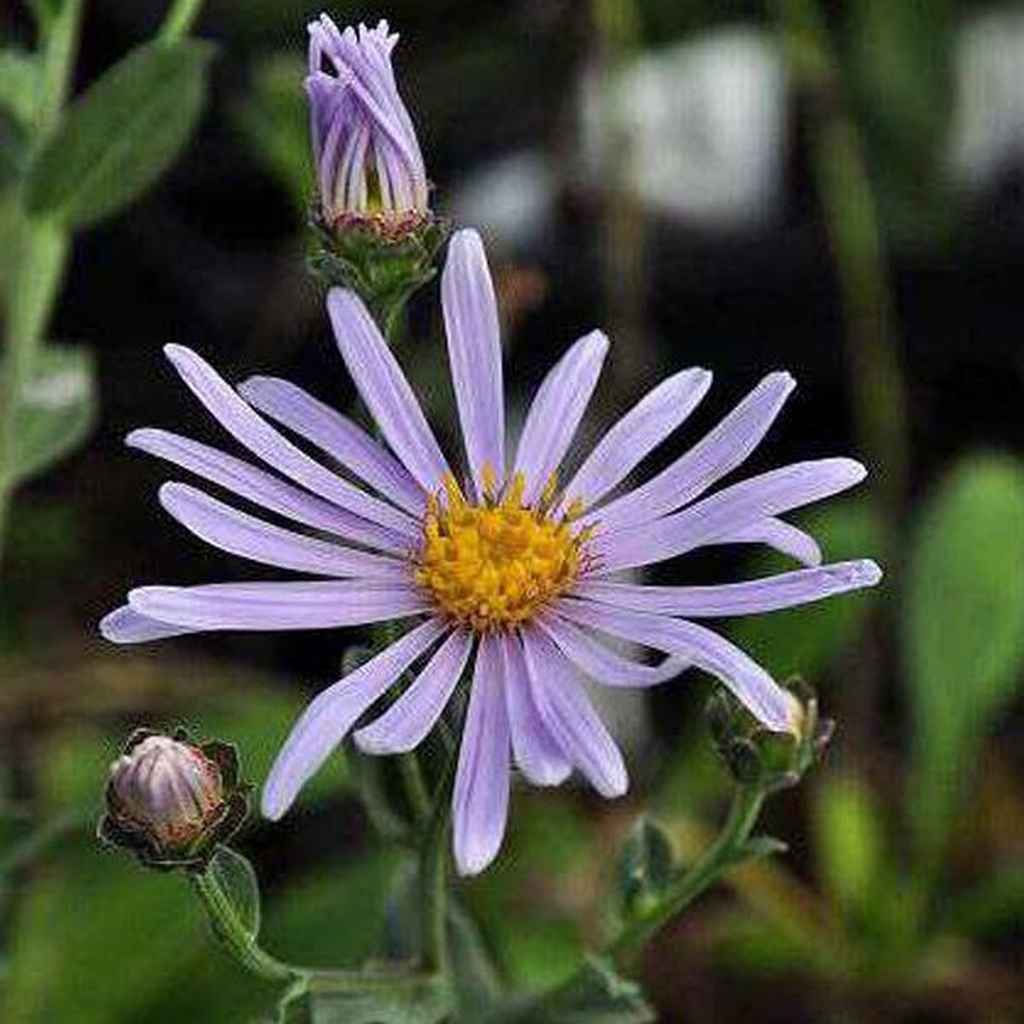 Aster amellus 'Rudolf Goethe'