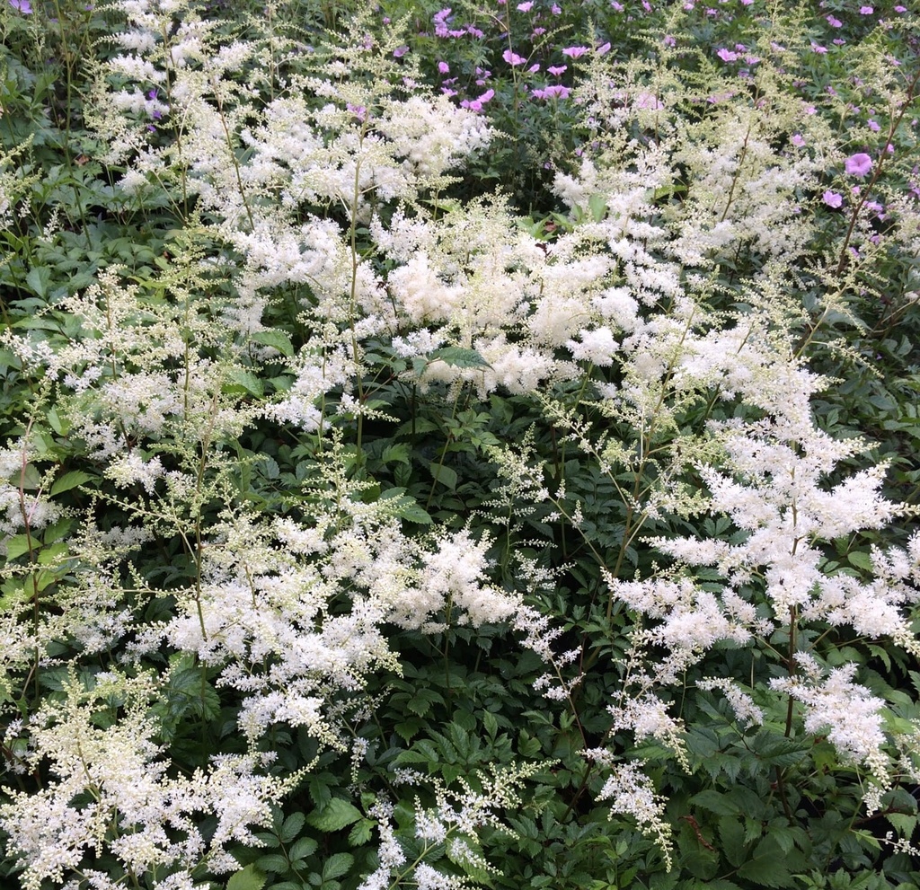 ASTILBE