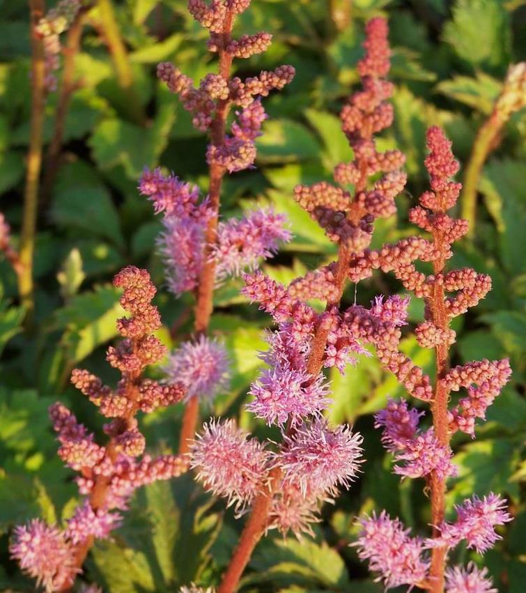 Astilbe chin. 'Pumila'