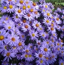 Aster (D) 'Lady in Blue'