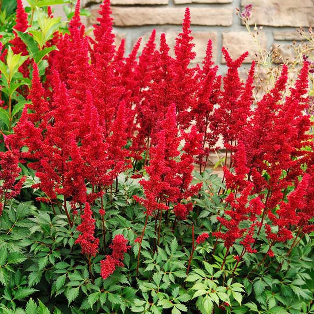 Astilbe (A) 'Fanal'