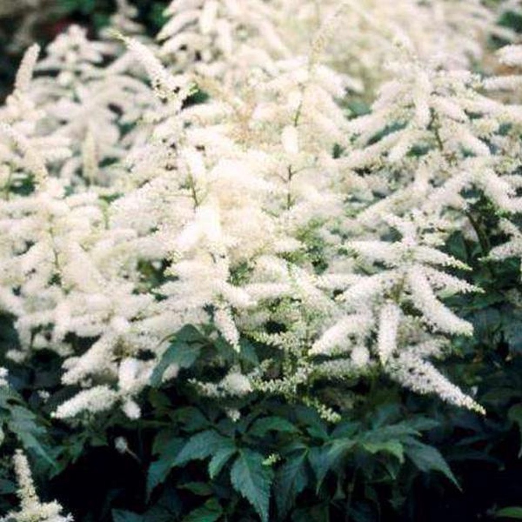 Astilbe (J) 'Deutschland'