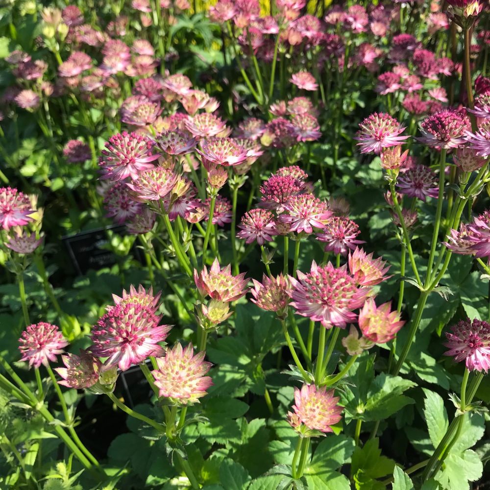 ASTRANTIA