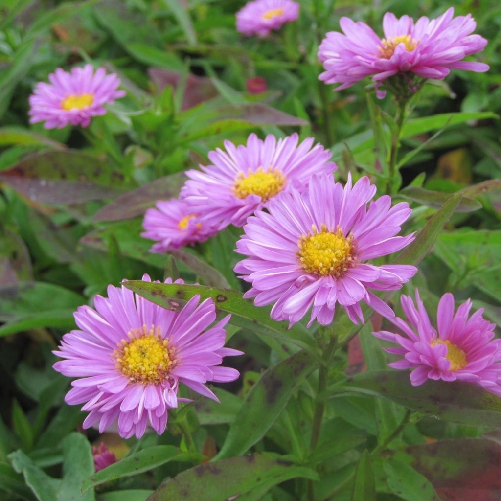 ASTER D'AUTOMNE