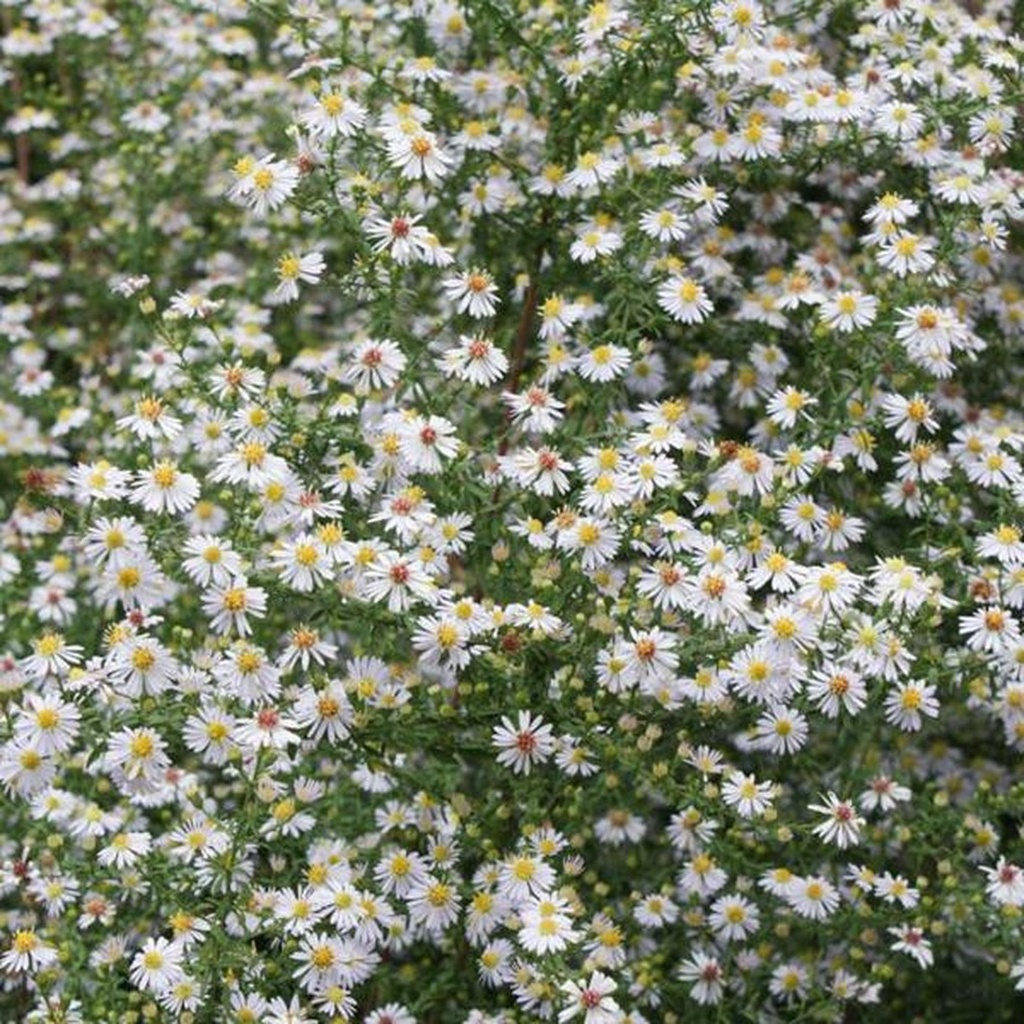 ASTER D'AUTOMNE