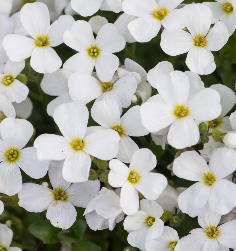 Aubrieta 'Regado White'