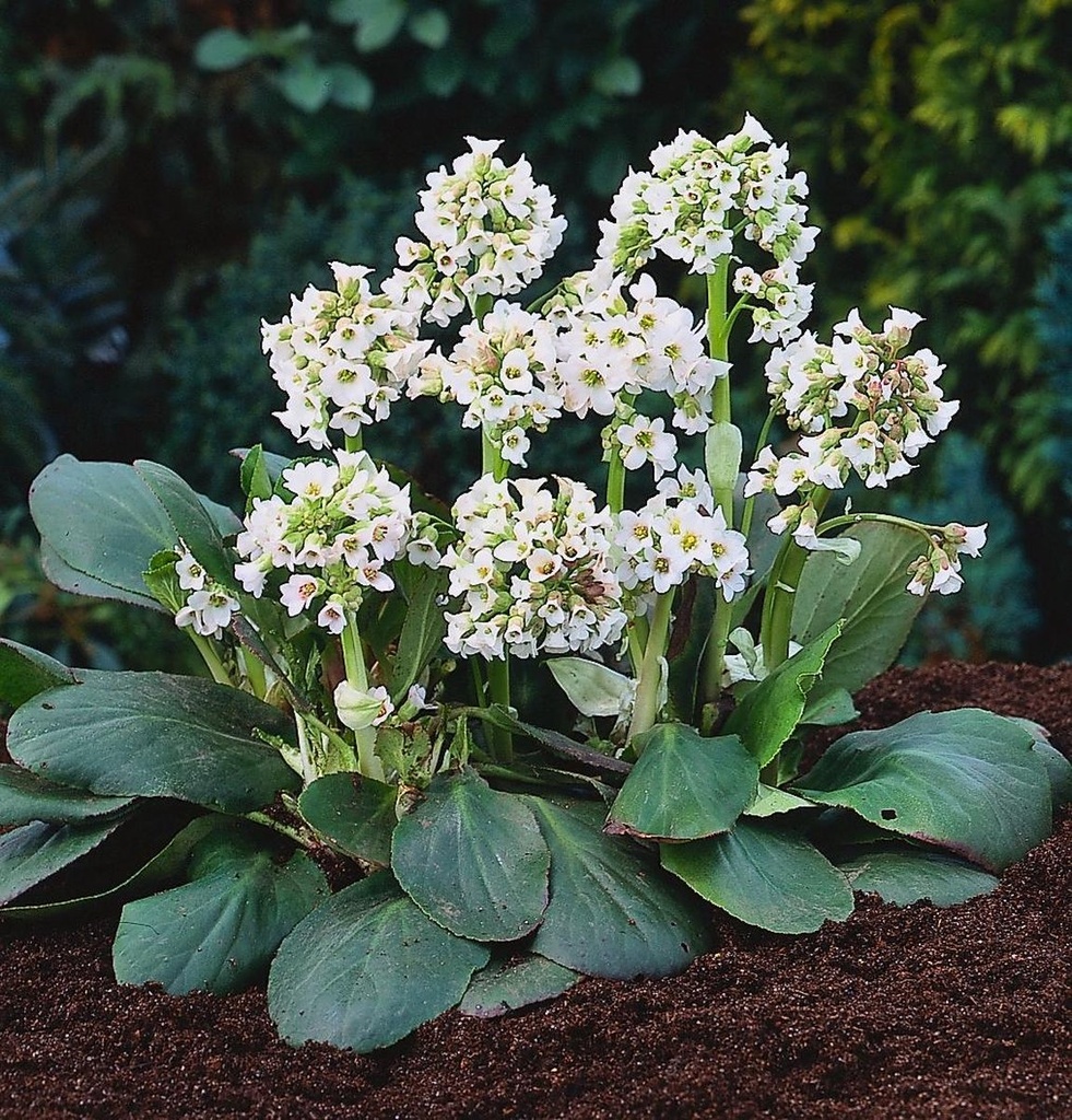 Bergenia 'Bressingham White'