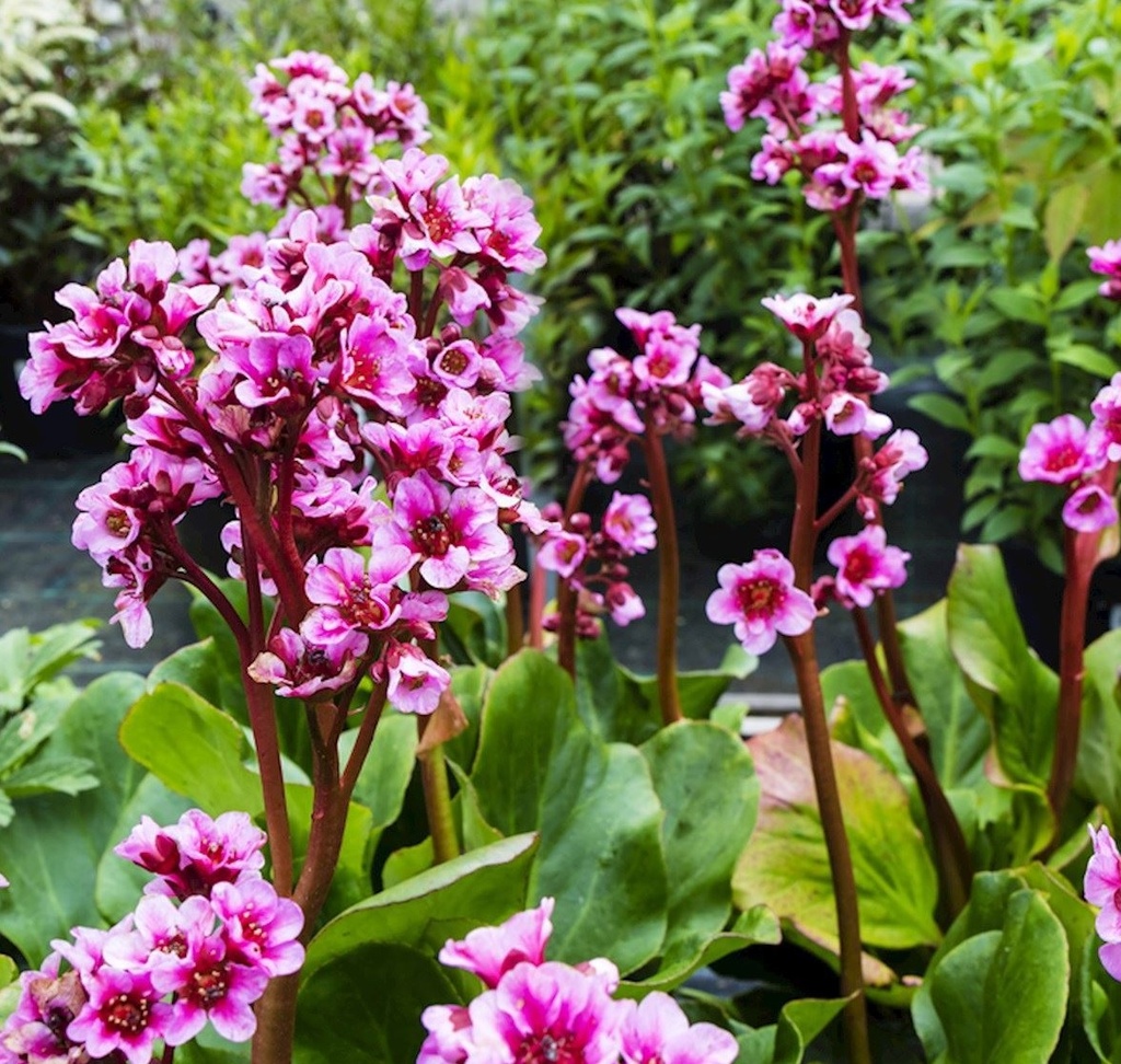 Bergenia cord. 'Purpurea'