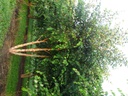 Betula nigra