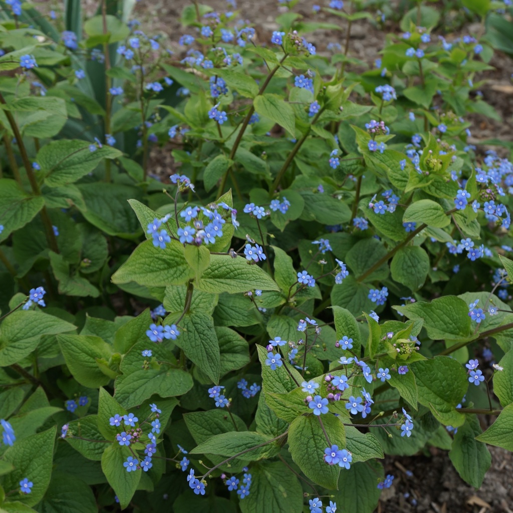 Brunnera macrophylla