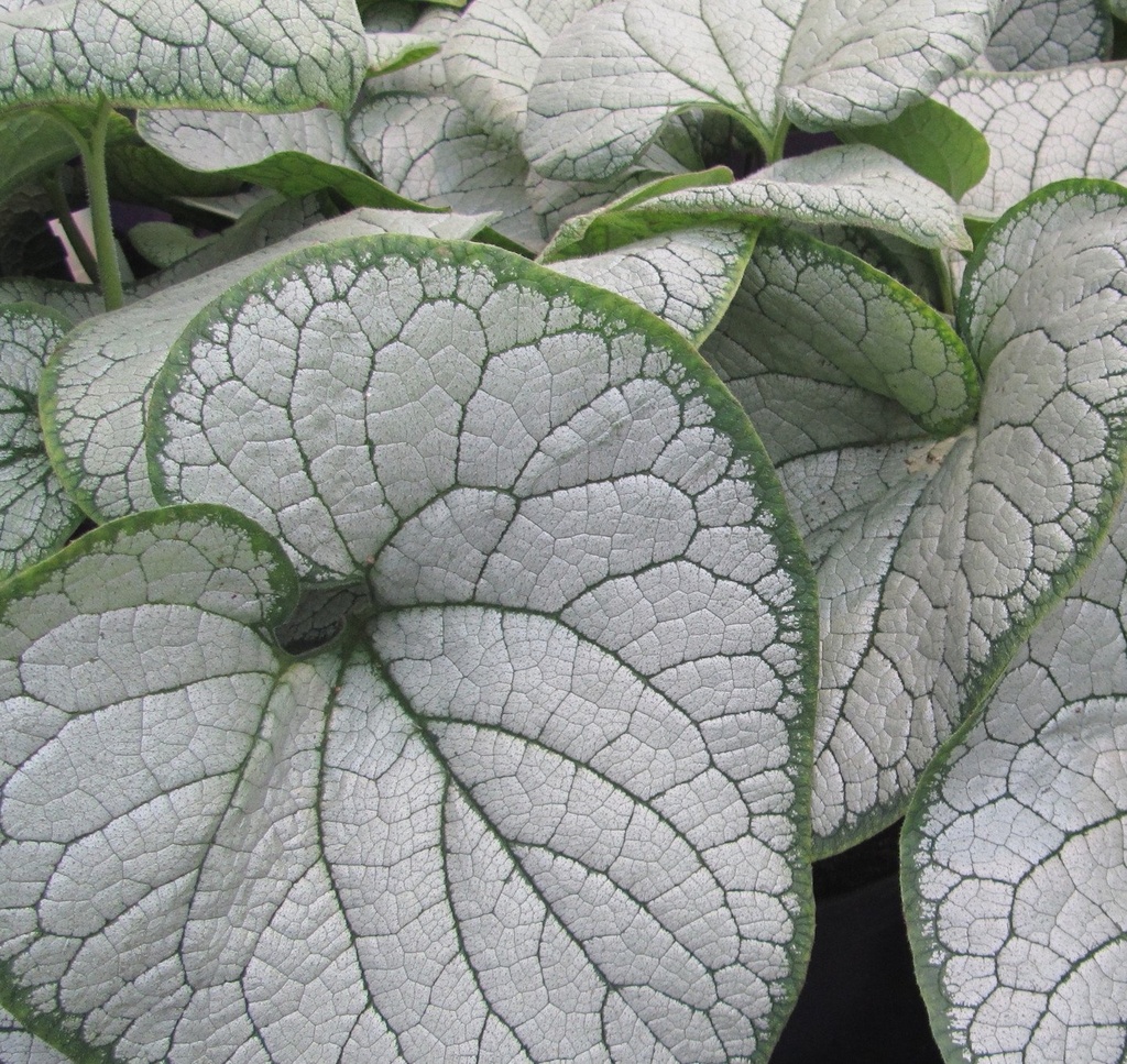 Brunnera macr. 'Silver Heart'