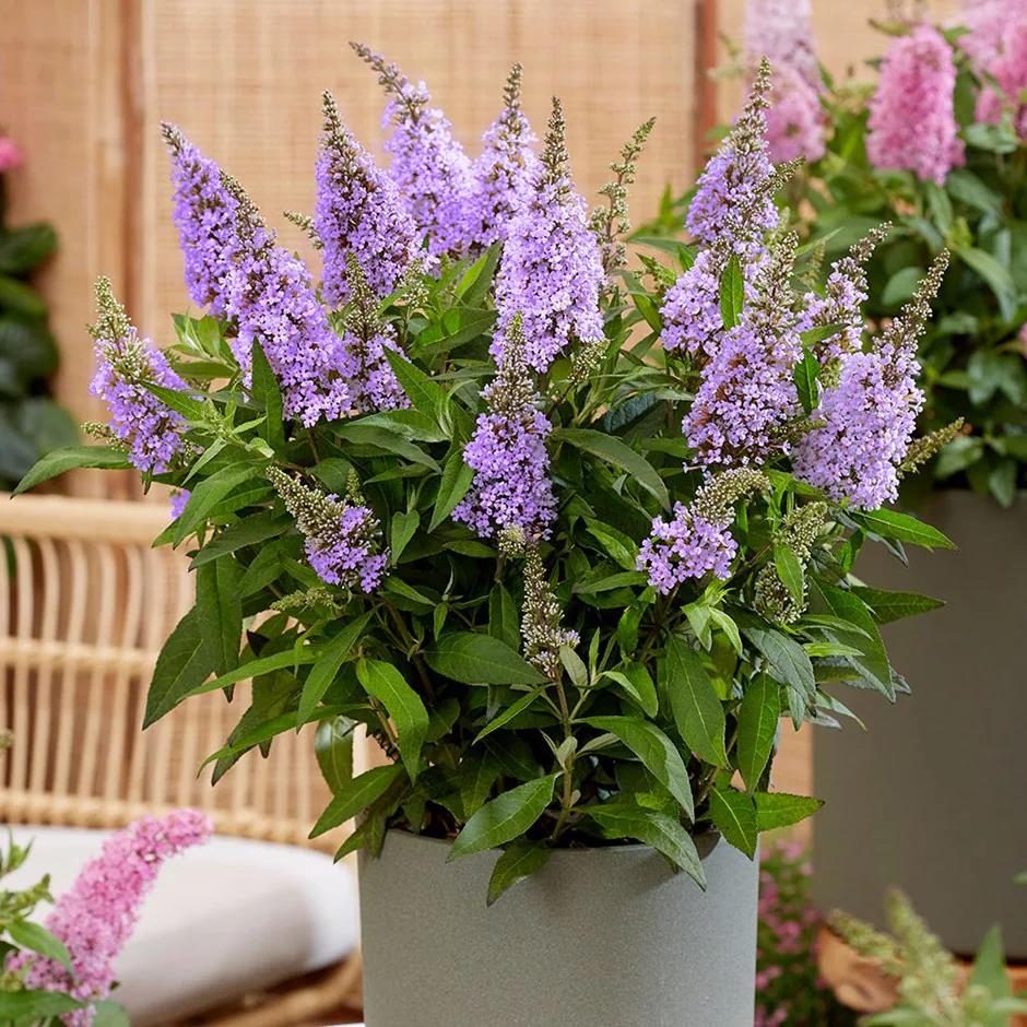 Buddleja dav. 'Butterfly Candy Little Lila'