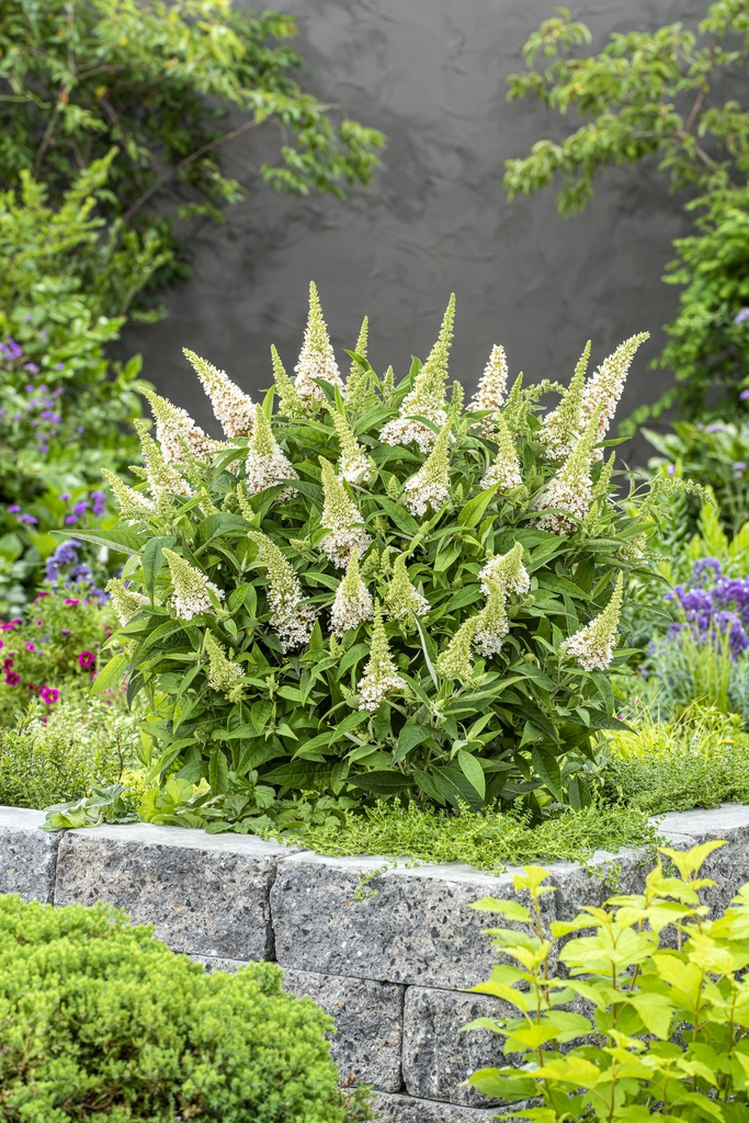Buddleja dav. 'Butterfly Candy Little White'