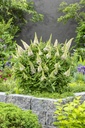 Buddleja dav. 'Butterfly Candy Little White'