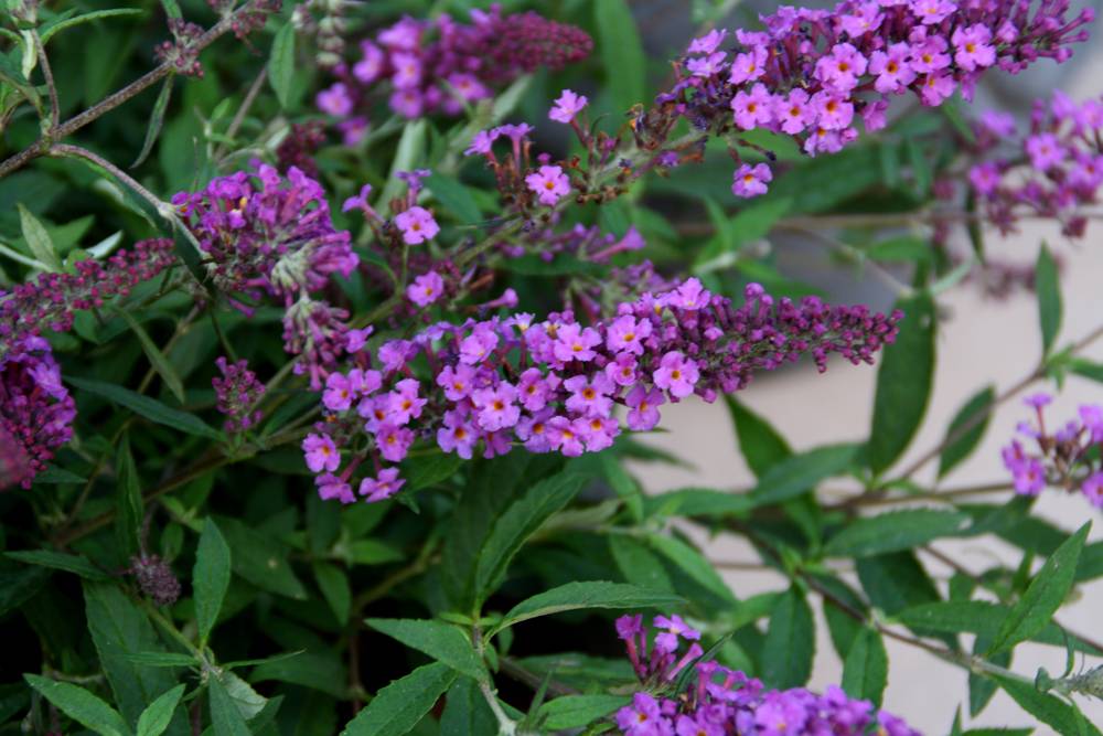 ARBUSTE AUX PAPILLONS