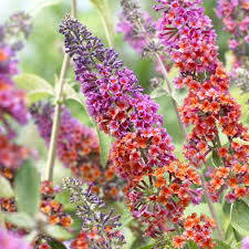 ARBUSTE AUX PAPILLONS