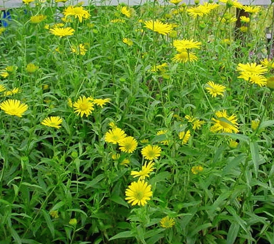 Buphthalmum salicifolium
