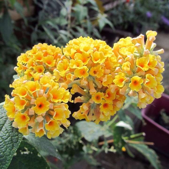 ARBUSTE AUX PAPILLONS