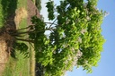 Catalpa bignonioides