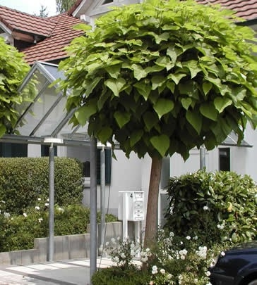 CATALPA BOULE