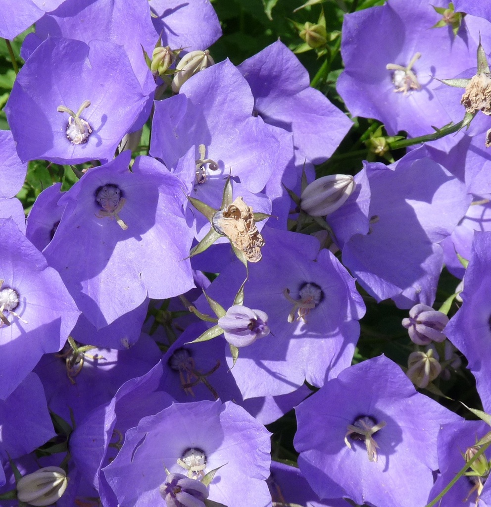 Campanula carp. 'Blaue Clips'