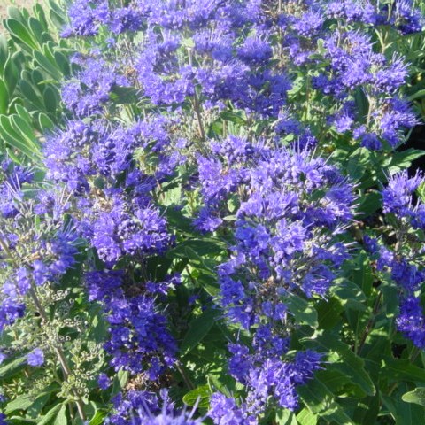Caryopteris cland. 'Grand Blue'