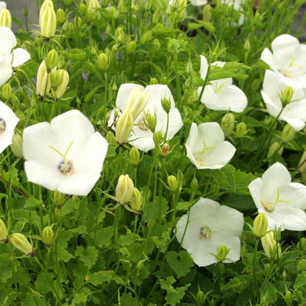 Campanula carp. 'Weisse Clips'