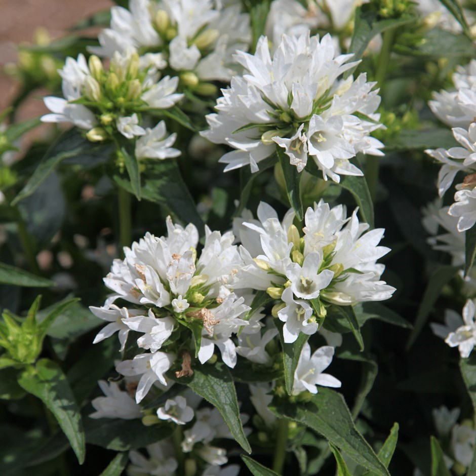CAMPANULE