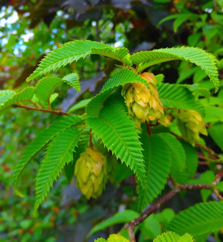 Carpinus japonica