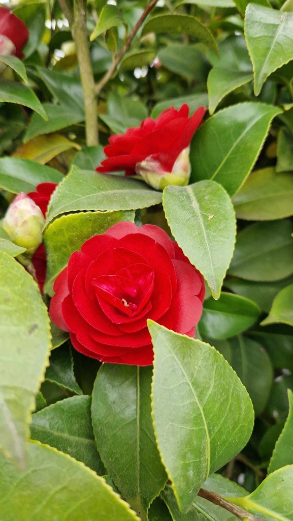 Camellia jap. 'Moshio'