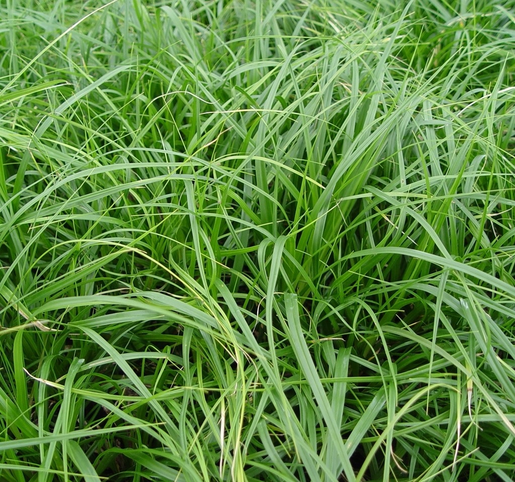 Carex morrowii 'Mosten'