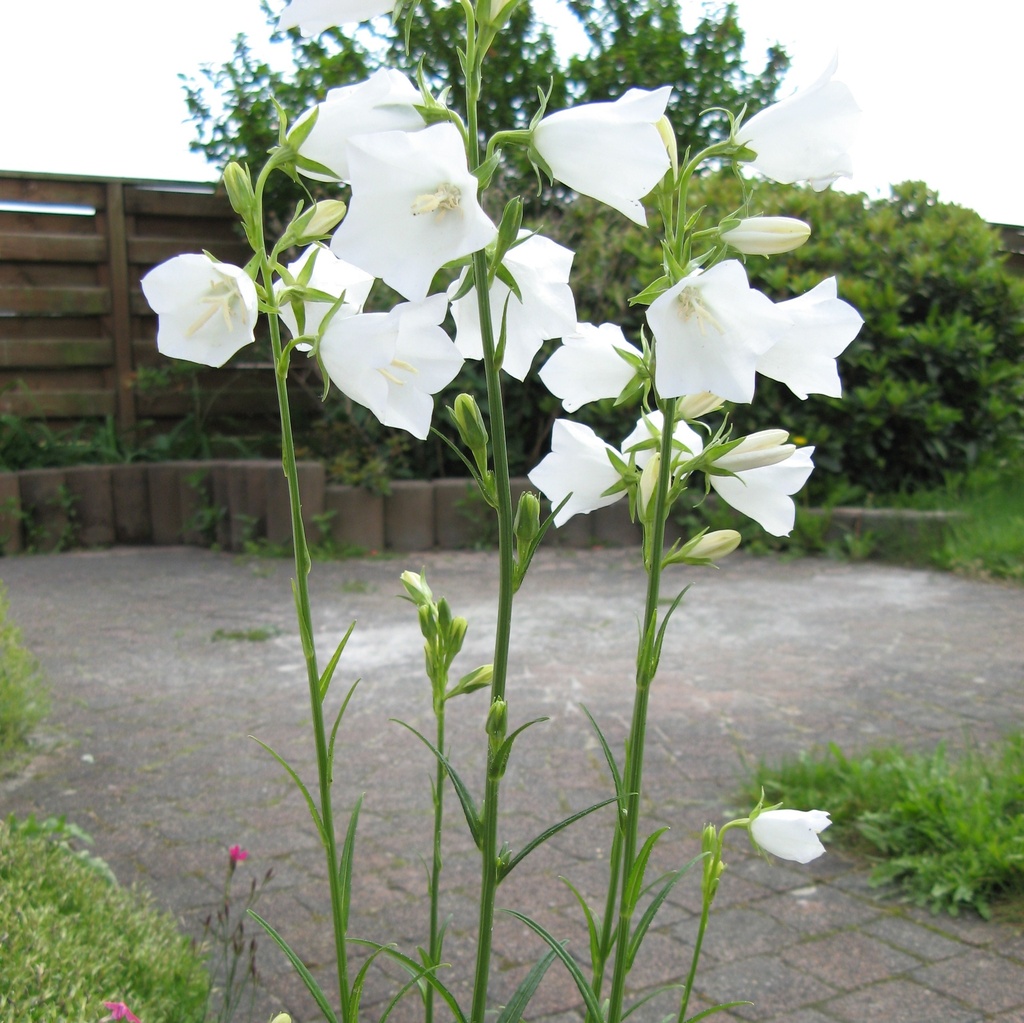Campanula pers. 'Alba'