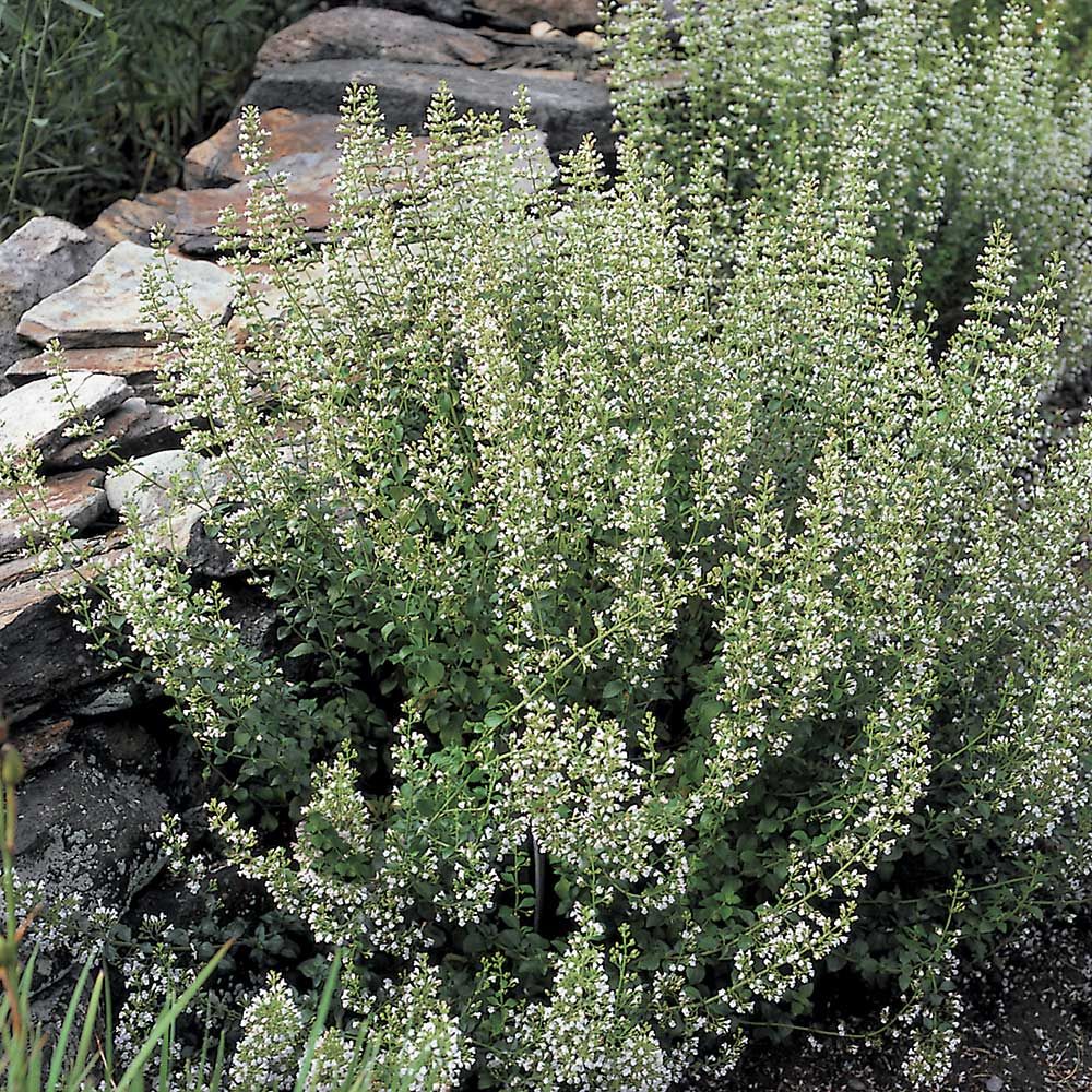 Calamintha nepeta nepeta